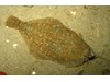 Photo of Citharichthys stigmaeus